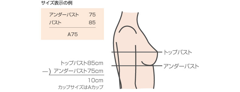 トップバストとアンダーバストからのブラジャーカップ数の算出方法