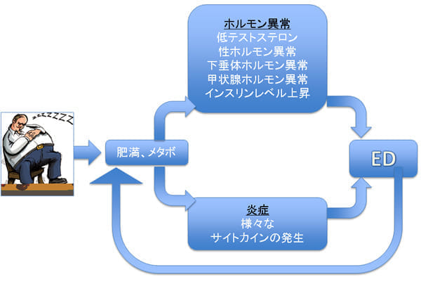 肥満・メタボによるEDへの影響図