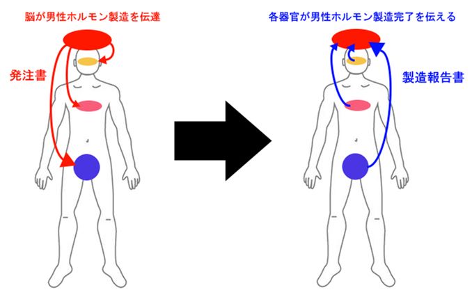 勃起のメカニズム図解