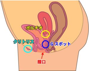 女性器の仕組みの画像
