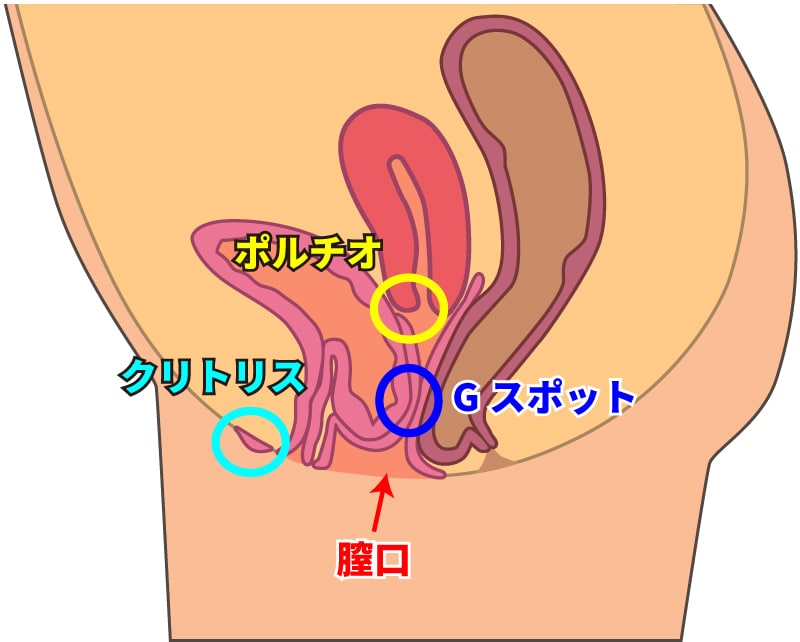 女性器の仕組みの画像