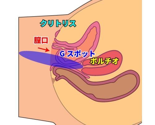 女性器の仕組みについて説明