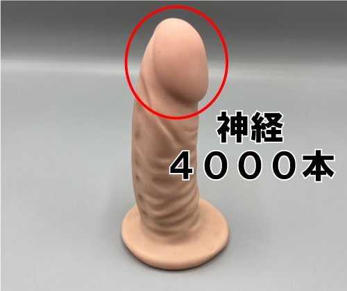 ペニスには4000本の神経が集まっている