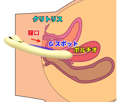 電動バイブ吸うやつ「ToyCod 立鳥(タトリ)」挿入図