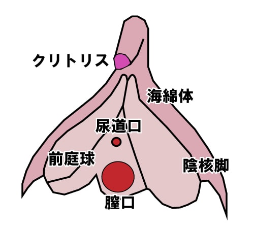 クリトリスの図解