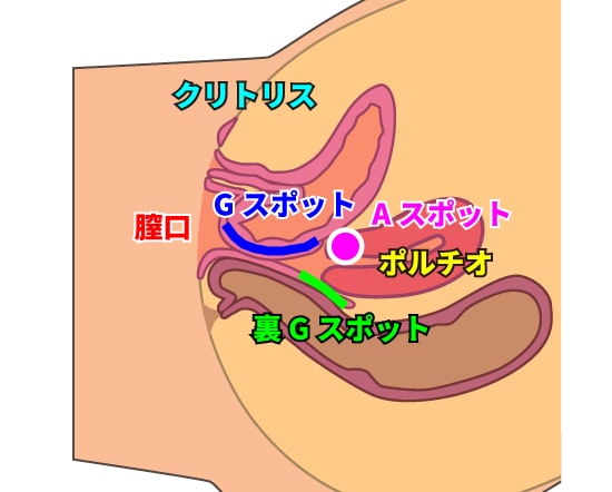 膣内の性感帯分布図