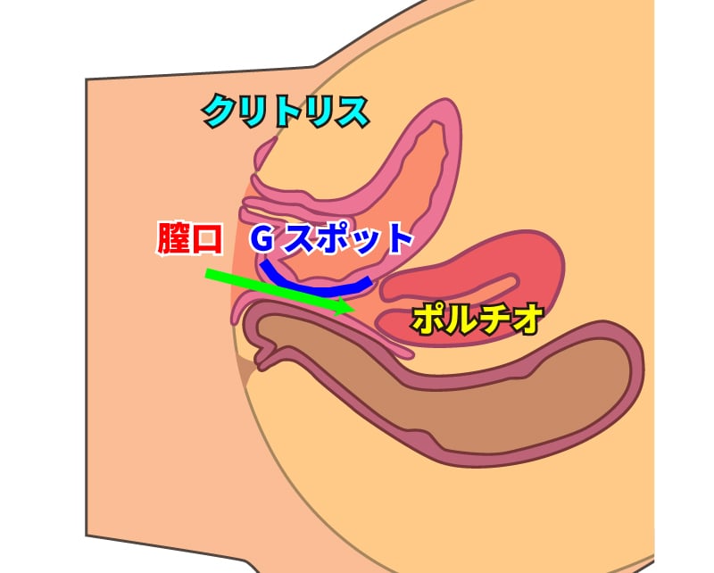 ディルドの性感帯画像