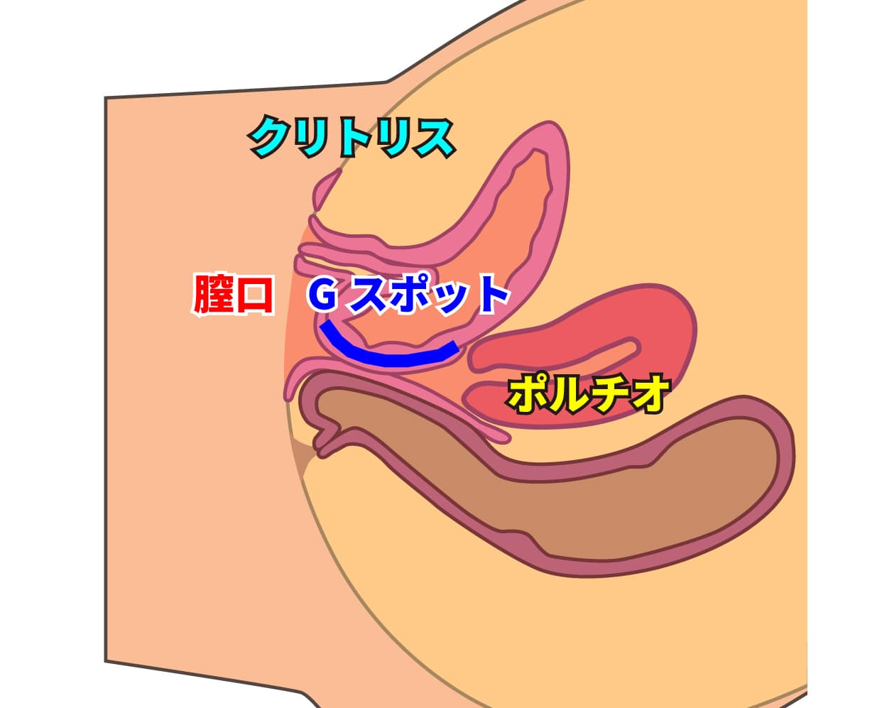 女性の性感帯画像