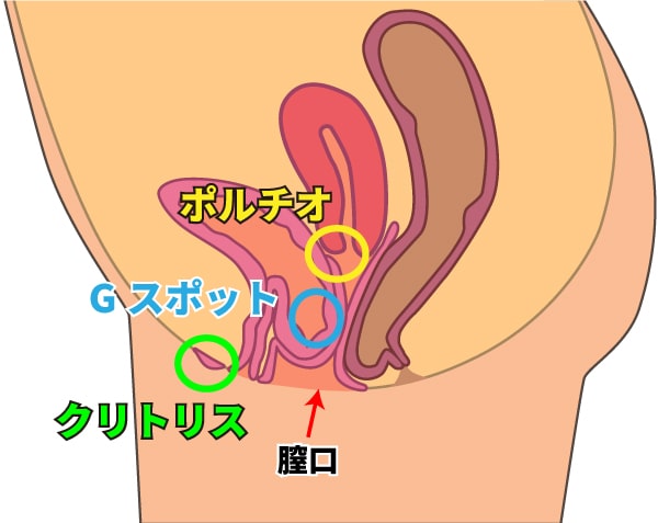膣内構造画像