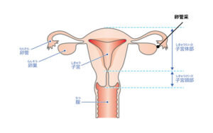 女性器の説明画像