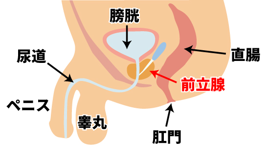 アナル断面図