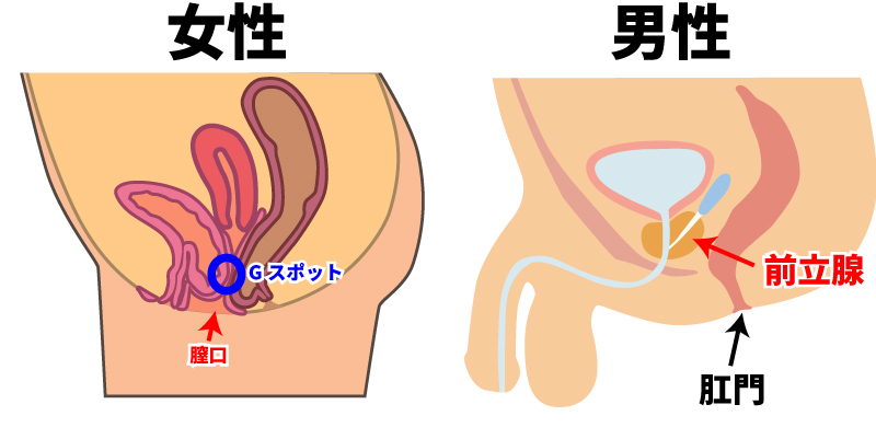 Gスポットと前立腺画像